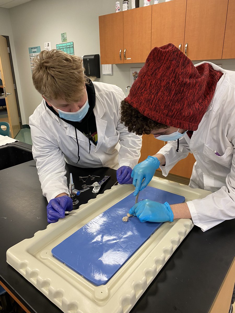 InformedCitizen's tweet photo. Senior A&amp;P students are dissecting bovine spinal cords today. #ourbmsa #OAISS @biomedacademy https://t.co/nRhlbNkGi2