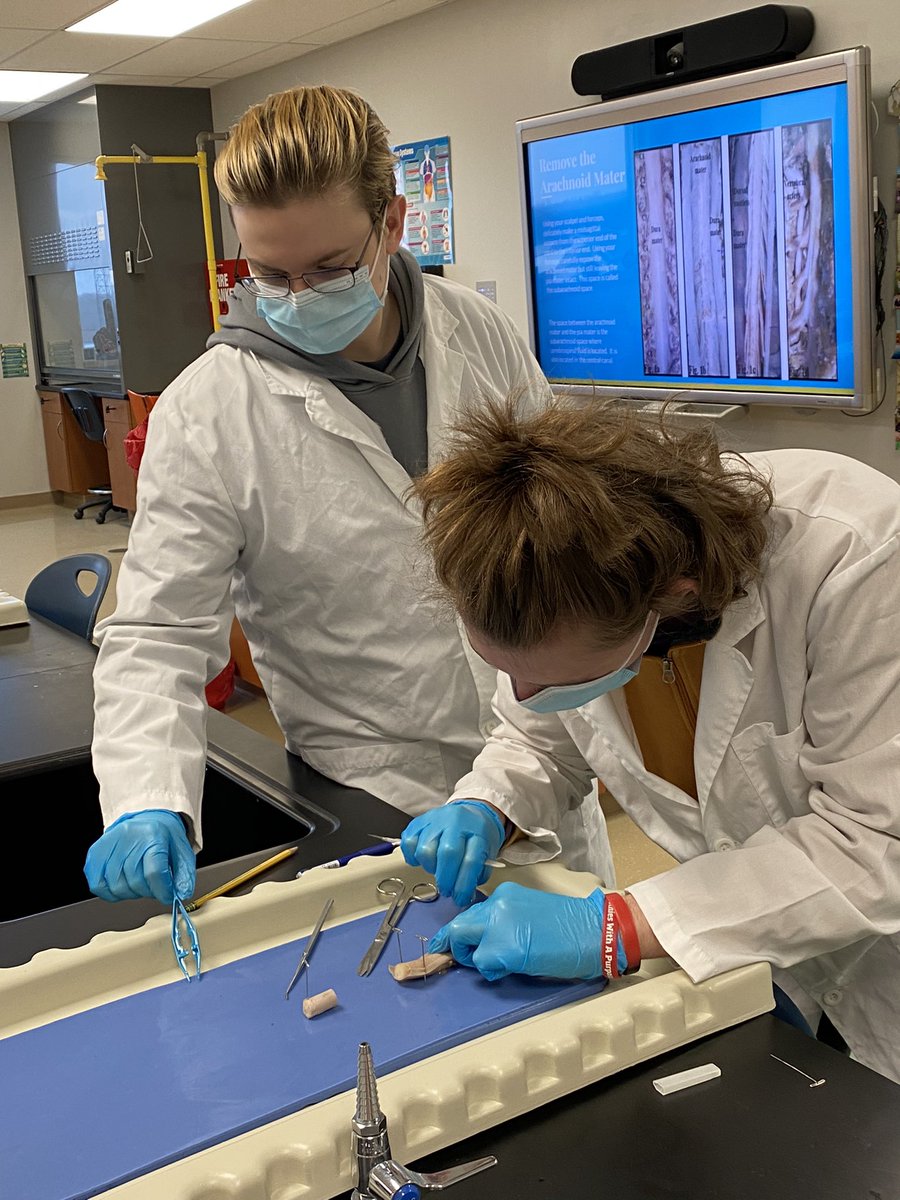 InformedCitizen's tweet photo. Senior A&amp;P students are dissecting bovine spinal cords today. #ourbmsa #OAISS @biomedacademy https://t.co/nRhlbNkGi2