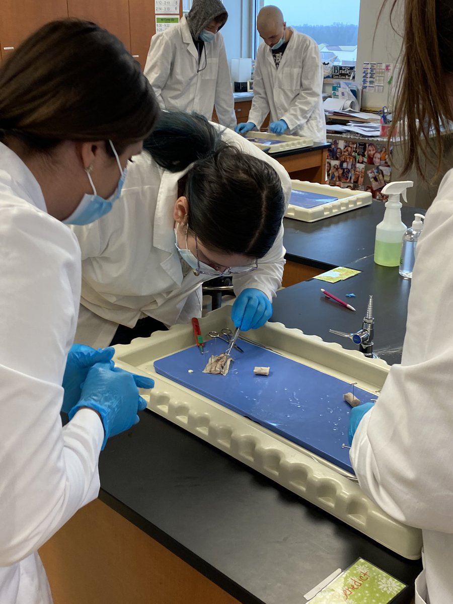 InformedCitizen's tweet photo. Senior A&amp;P students are dissecting bovine spinal cords today. #ourbmsa #OAISS @biomedacademy https://t.co/nRhlbNkGi2
