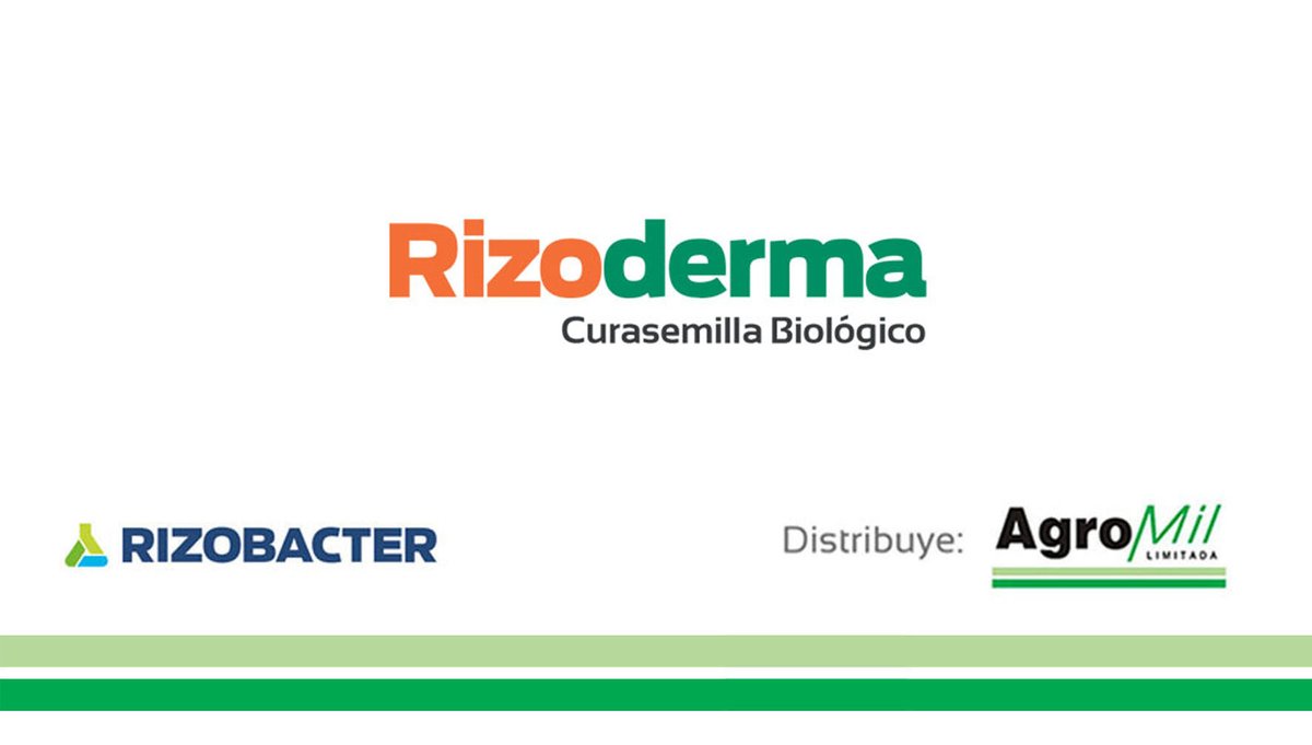agromil_ltda's tweet photo. Recorrida de #SojaGenesis 6301 en 📍 Soriano con curasemilla #Rizoderma 👌
#RizodermaSoja #RizobacterUruguay https://t.co/Mj1b013sdm
