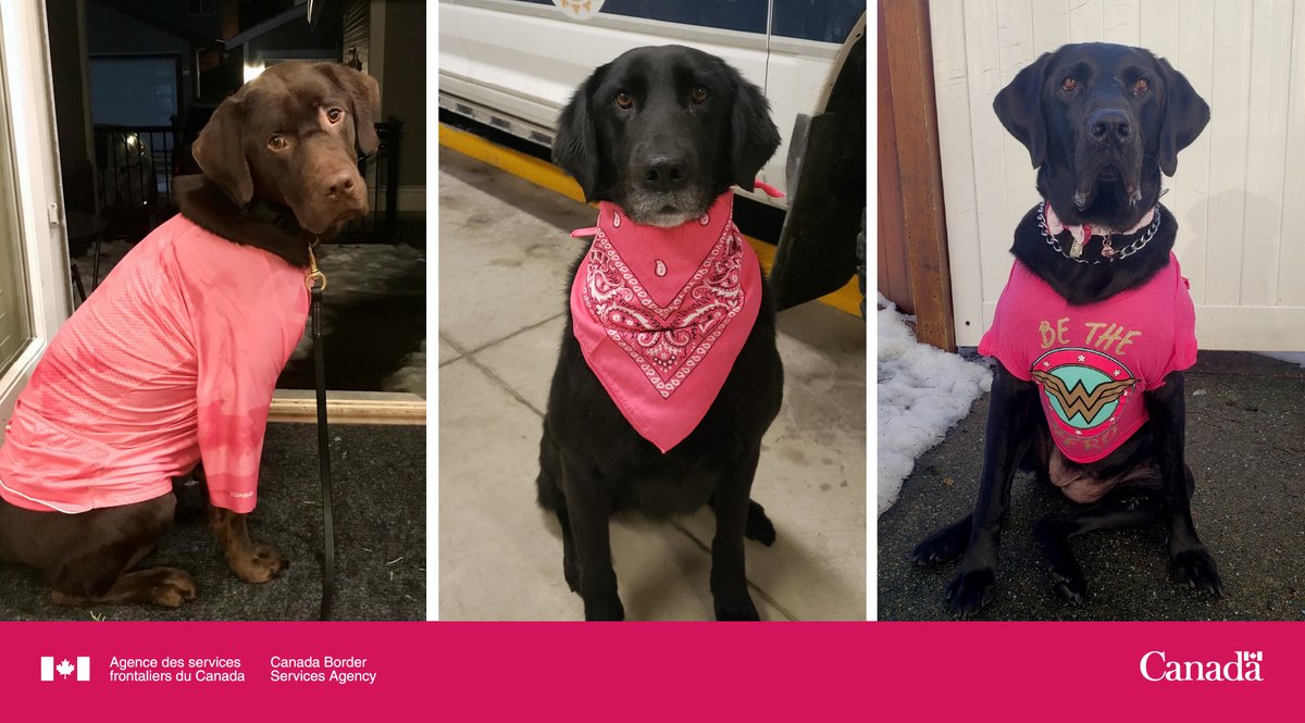 FrontiereCan's tweet photo. C’est la #JournéeDuChandailRose et à l’ASFC, les chiens détecteurs compris, portons du rose en appui à l’initiative anti-intimidation. Nous méritons tous de travailler et vivre dans un milieu bienveillant, respectueux et sain. #SoyonsGentils #EntraidonsNous https://t.co/UaeCTusgsj