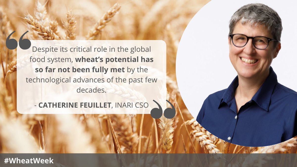 Inari_Ag's tweet photo. Not many know more about wheat than our own @feuilletcathy. Today for #WheatWeek, we’re highlighting her passion for this crucial grain. Read on to learn why wheat is her favorite crop. (Hint: it’s not only because she’s French and likes a good baguette!) https://t.co/kMApg2kdhY https://t.co/0HUKV2QD3E