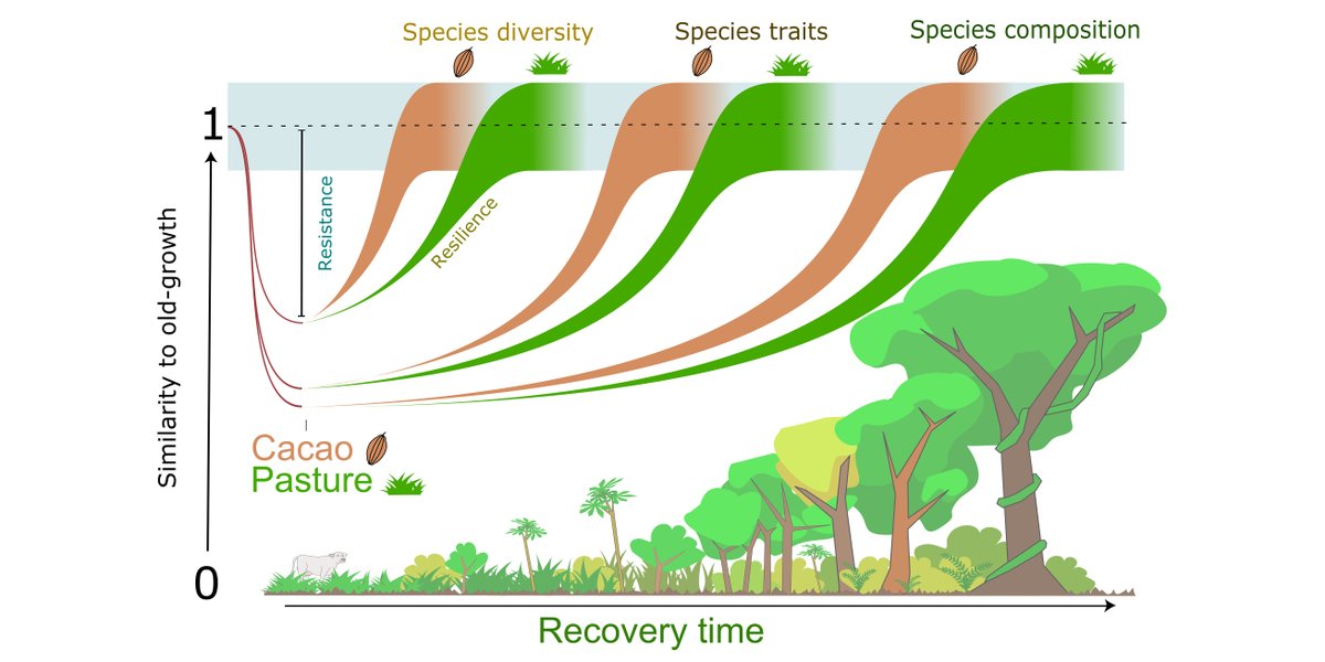 New &amp; #OpenAccess in <a href="/ESAApplications/">Ecological Applications</a>:

Rapid ant community reassembly in a Neotropical forest: Recovery dynamics and land-use legacy

doi.org/10.1002/eap.25…

With #OpenData in <a href="/datadryad/">Dryad</a> 

#ForestRecovery #Ants #LandUseLegacies

<a href="/myrmecoPhil/">Phil</a> <a href="/NBluthgen/">🪲</a> @DA_Don_Oso