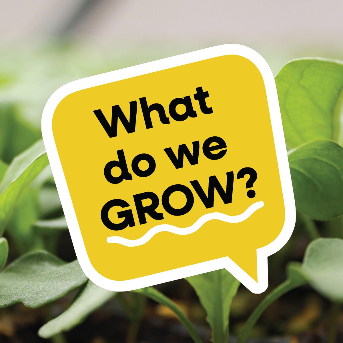 ForwardGreens's tweet photo. Want a special variety of baby greens and microgreens? Our blends and mixes create unique textures and flavors not found in standard blends. The best part is we’re available at your local Safeway &amp; Albertsons.  Grab a VIP coupon at https://t.co/3kMVPQusGZ https://t.co/OKrCAFdU9j