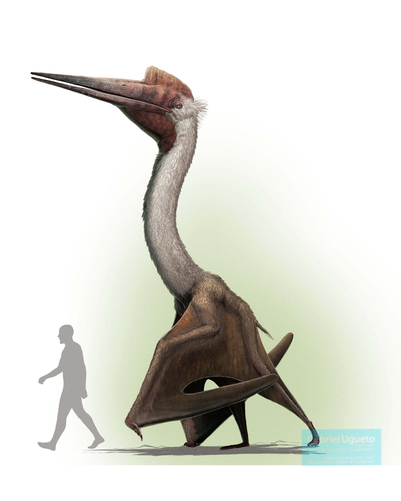 Quetzalcoatlus Size Comparison