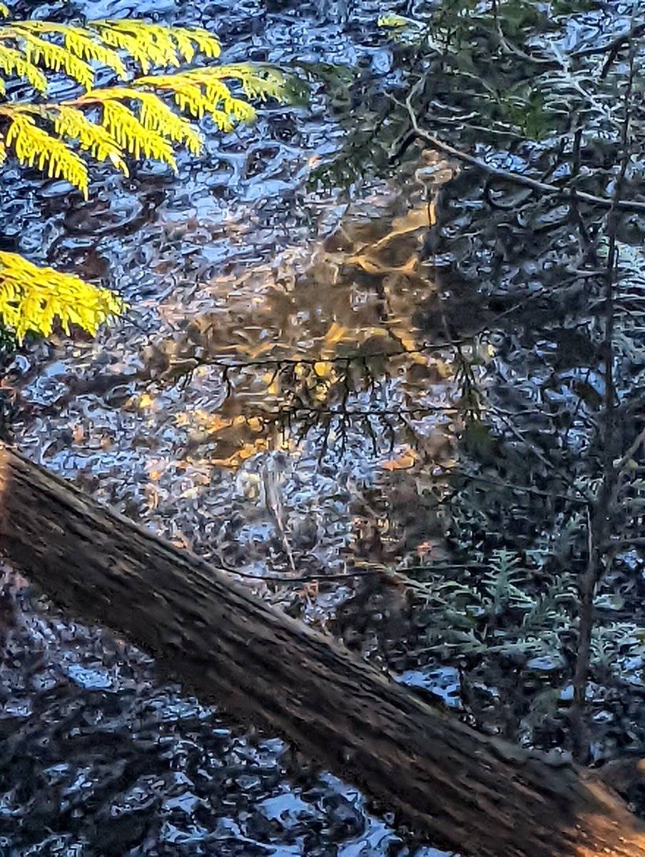 tlnormanwriter's tweet photo. Like a babbling brook, time flows by too quickly. Another year older. #47isonlyanumber #anotheryearolder #agedlikeagoodbook https://t.co/MXBLnZI9jR