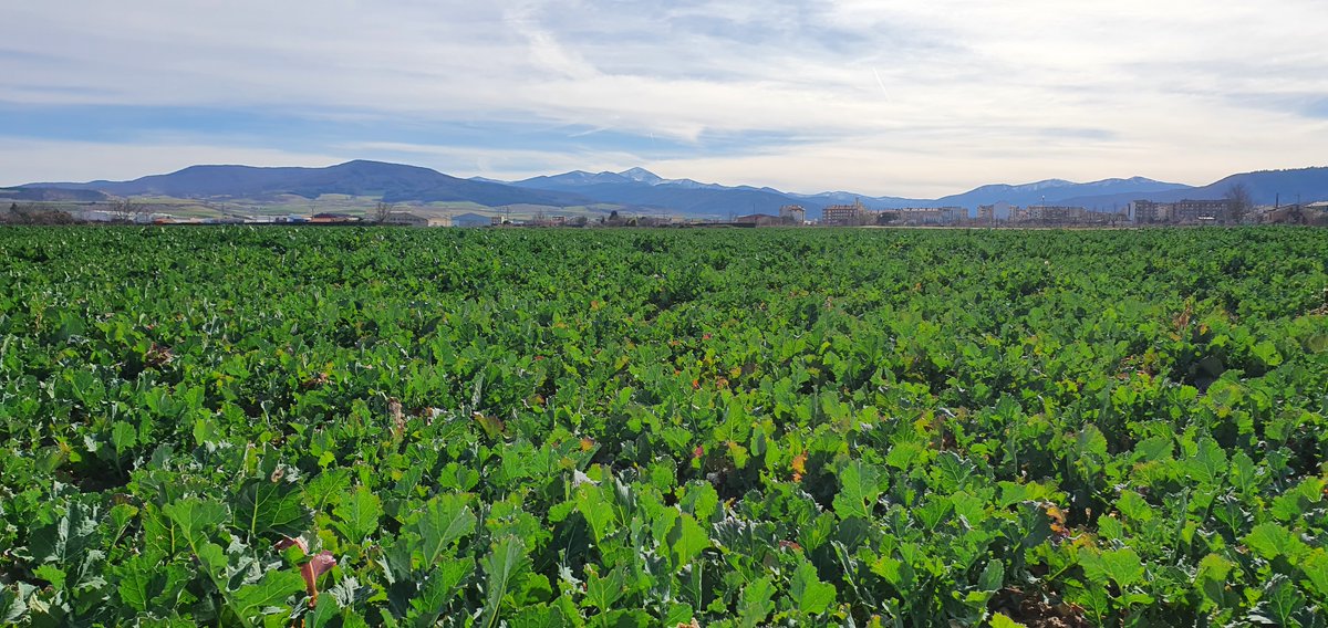 CooperativaGaru's tweet photo. Ya despiertan nuestras colzas @LGSeedsES. Parcela de la variedad Arsenal, con tratamiento Lumiposa. https://t.co/ljSvWEiNEd