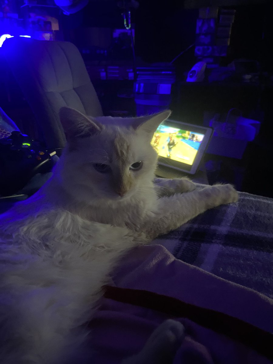 GamewHoarder's tweet photo. My majestic floofer ready for me to get on #jetsetradiofuture #Kyoshiro #kingkyo #Kitty #JSRF #Xbox #Xbox360 #kittymeow #princekyo #princeofmeow
Time to do some tagging is jsrf! See u guys on stream tonight in the Fortified residential district ! https://t.co/5217ulEGqZ