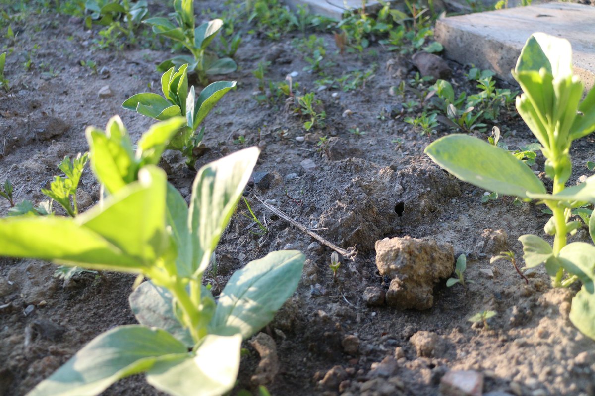 Kompost-Tag im KuBiZ-Garten
Samstag, 5. März 2022 von 11:00 bis 17:00
unsere Gemüse, Stauden und Sträucher gut anwachsen, brauchen sie Nährstoffe. Kompost ist da der richtige Pflanzenbooster.
#workstation #ideenwerkstatt #gartenarbeit