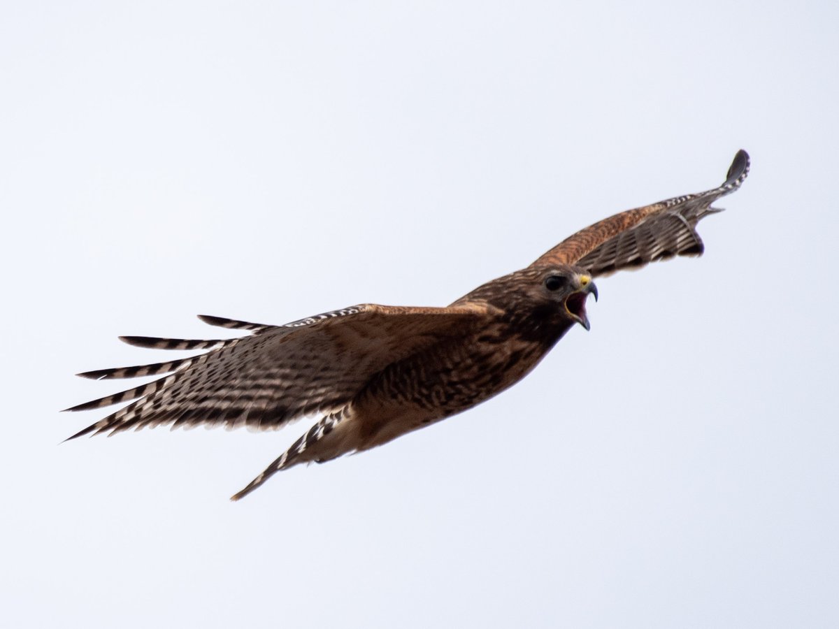 park_hawk's tweet photo. In recent days, a pair of red-shouldered hawks has been house hunting in #GloverArchboldPark south of #Tenleytown. It's almost time to make a nest, so hopefully they liked what they saw. https://t.co/0m7417owUT