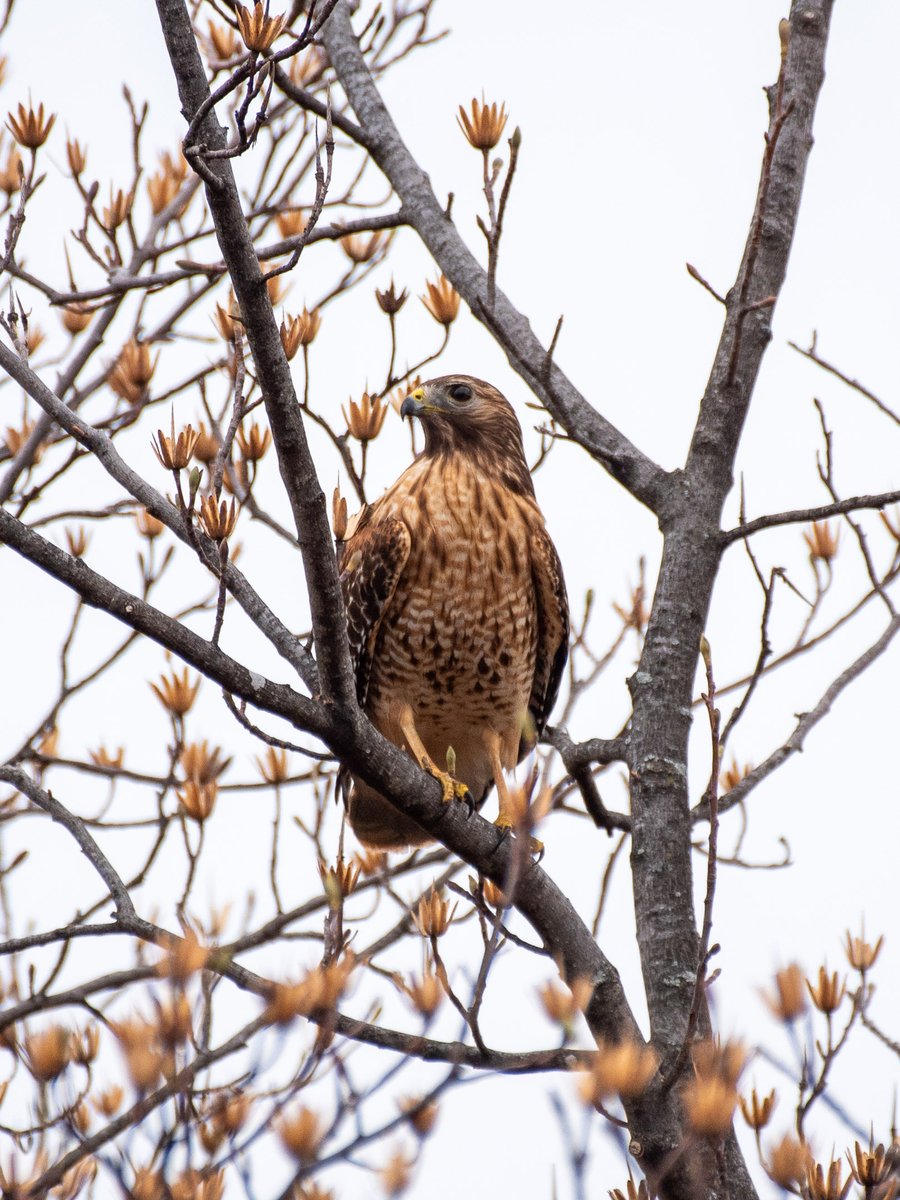 park_hawk's tweet photo. In recent days, a pair of red-shouldered hawks has been house hunting in #GloverArchboldPark south of #Tenleytown. It's almost time to make a nest, so hopefully they liked what they saw. https://t.co/0m7417owUT