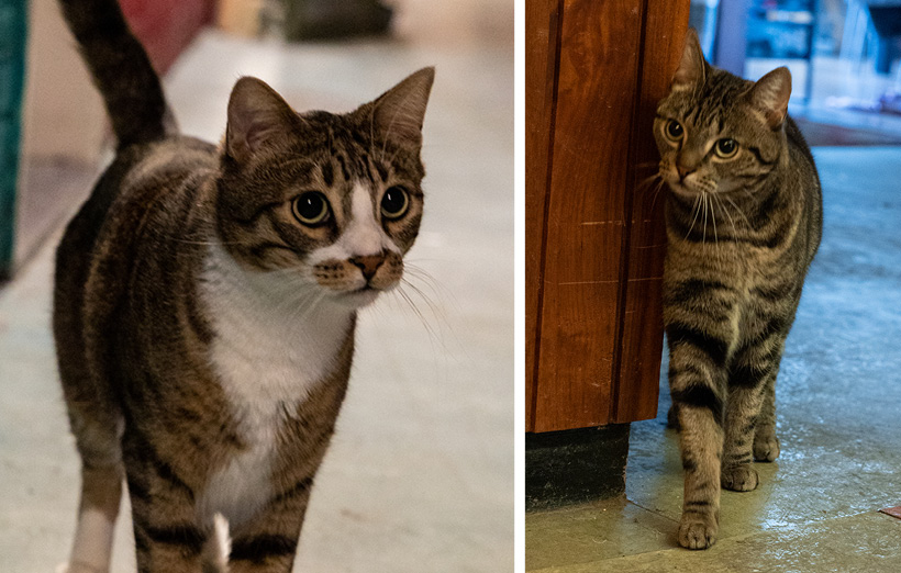 SociusWonen's tweet photo. Twitter
Het houden van huisdieren is bij ons op verschillende locaties toegestaan. Deze leuke viervoeters wonen bijvoorbeeld in Tijdelijk Wonen Amsterdam! 🐱 Heb jij een huisdier? 🐟 🐰 https://t.co/Ek9jyt12Ok