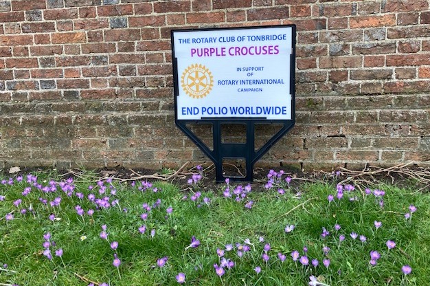 rotarytonbridge's tweet photo. On #WorldRotaryDay when #Rotary, the world's first service club, celebrates its 117th Anniversary we are delighted to see that the 4,000 purple crocus corms, planted by #TonbridgeRotarians in December last year opposite #TonbridgeSchool @TonbridgeUK, are now blooming! https://t.co/ZjCELwHxY5