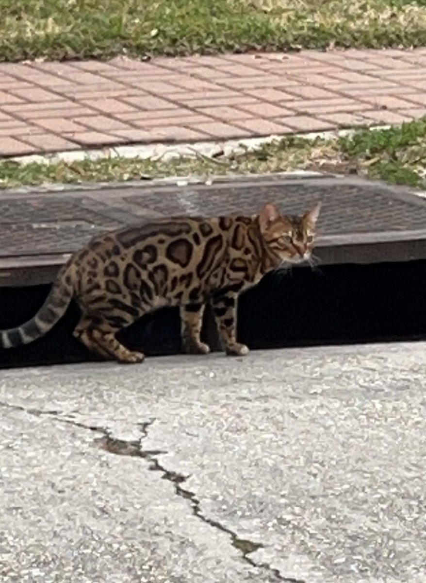 caitlin_dorton's tweet photo. My mom found a “stray” cat in New Orleans and I am almost in tears I told her to go back and steal it for me 🥺HOW FUCKING GORGEOUS 😩 https://t.co/1JbCkhkEgG