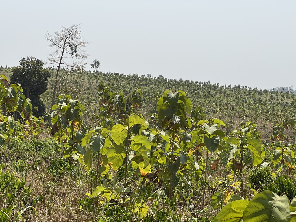 Taking pride in creating a healthy, carbon-sequestering environment that generates #jobs, #timber, and #income in a sustainable manner. 

Working with local people encourages successful, long-term outcomes for our reforestation project.

#GrowGhana #SoilHealth #FLEGT-VPA #SDG15🇬🇭