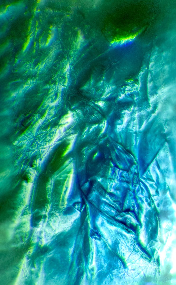 cyanophyt's tweet image. What are the symptoms of being raised by the internet?

#microscopeart #artandbiology #artofinstagram #blueandgreen #abstractart