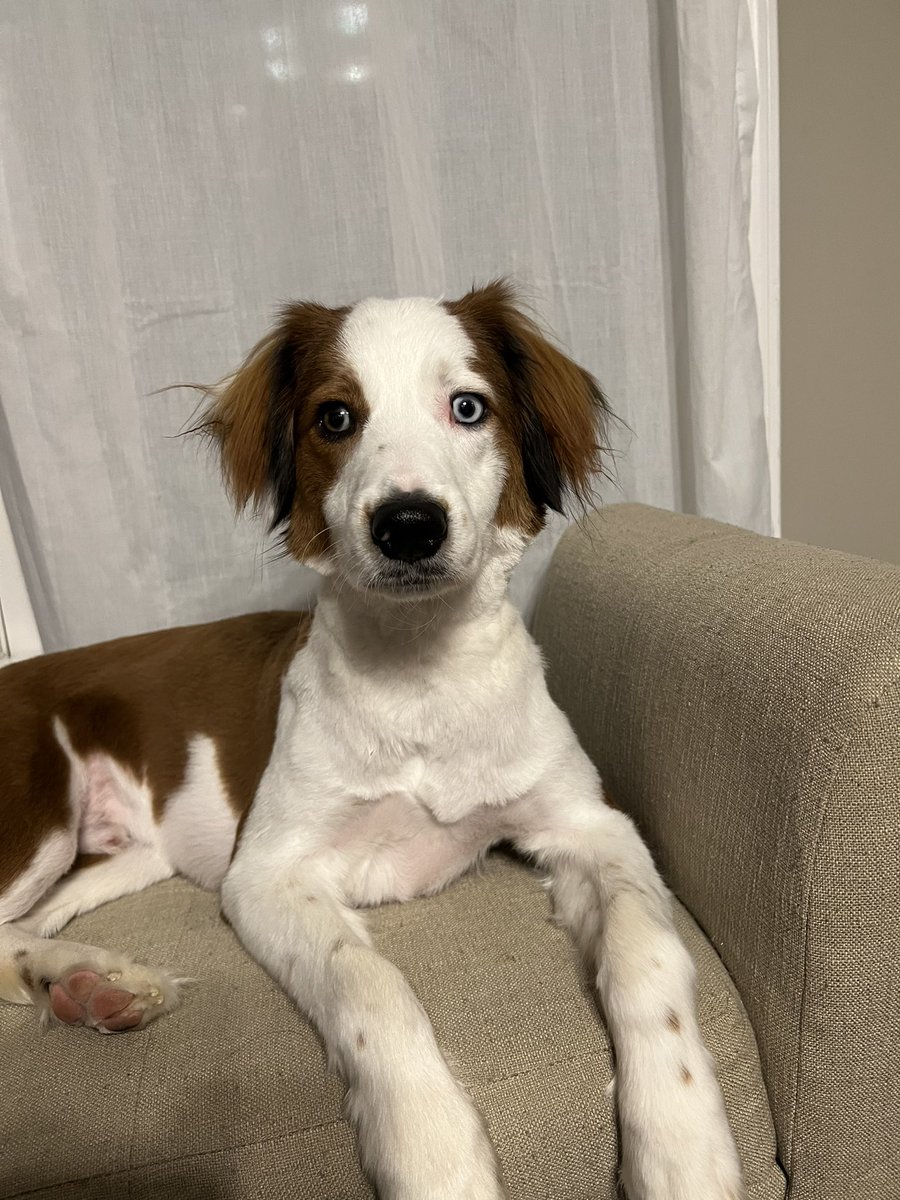 Bark & Beyond®️🇺🇸 tweet media