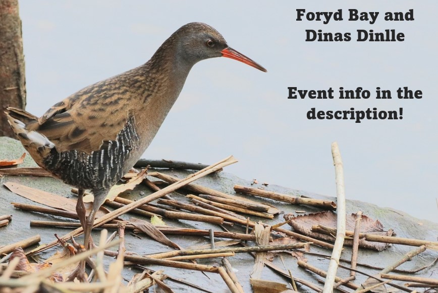 Bangor University Birdwatching Society tweet media