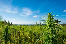CapricornFMNews's tweet photo. #LimSOPA: The African Farmers Association of South Africa in Limpopo says it's expecting Limpopo Premier Stan Mathabatha to clearly outline how the government will go about the legal farming of Cannabis. MDM https://t.co/gtw5GUlqNz