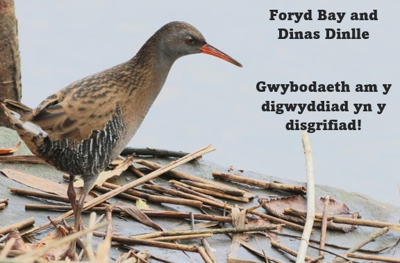 Bangor University Birdwatching Society tweet media