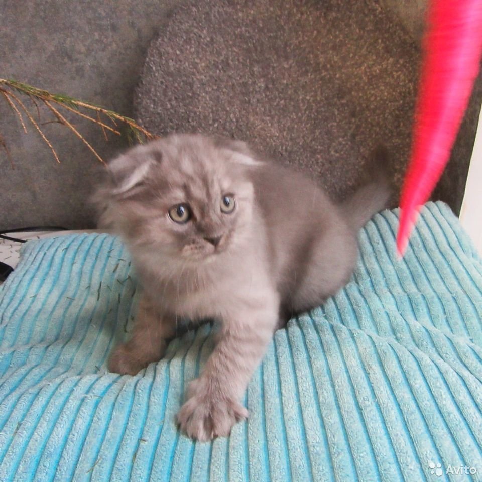 daria_firsova's tweet photo. Рабочая кликуха Мелочь https://t.co/qUek8Uv25B
