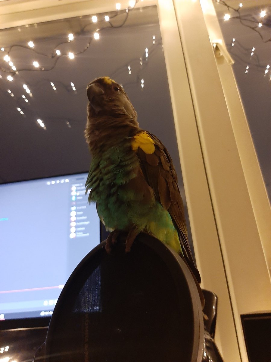 418_KAI's tweet photo. ✨ borb ✨ https://t.co/kjvL2ozAIq