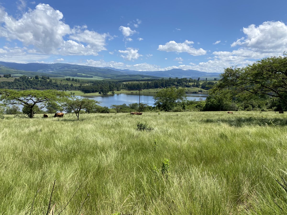 ODonoghueG's tweet photo. One thing I really enjoy when making a new movie is scouting locations. Here is the spectacular entrance to Ecabazini Zulu homestead in KwaZulu Natal. https://t.co/U8f02dNSDG