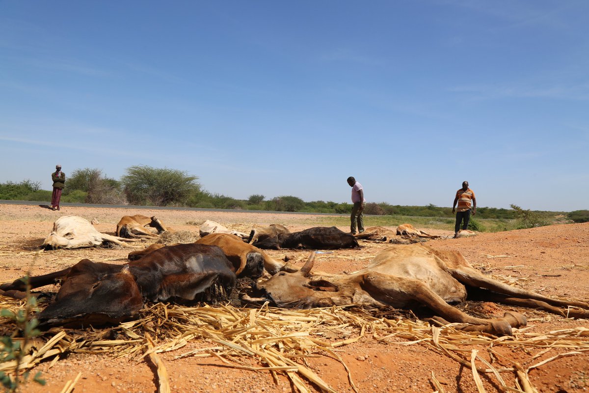 ActionAid's tweet photo. The #HornOfAfricaDrought is evidence of how climate-fuelled #LossAndDamage is devastating communities right now.  

Ahead of next week's #IPCC report on climate impacts, we're calling for support for people on the frontlines of the #ClimateCrisis. https://t.co/bR2PopCTVg