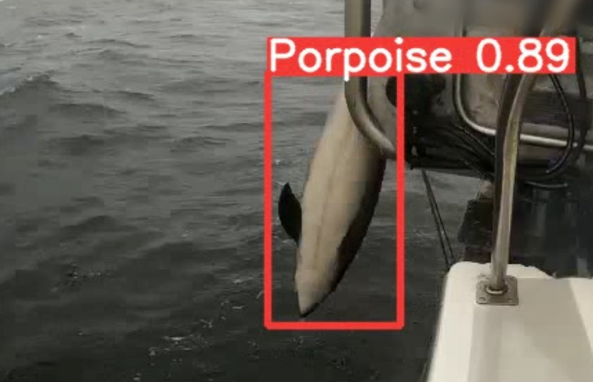 fiskeforbrains's tweet image. Looking to augment some fisheries bycatch datasets we are annotating. Does anyone have image sets they are willing to share-particularly harbour porpoise, seals, seabirds (but all catch is useful + any quality &amp;amp; annotated or not)? Stranding images etc also helpful.  #EM4Fish #ML
