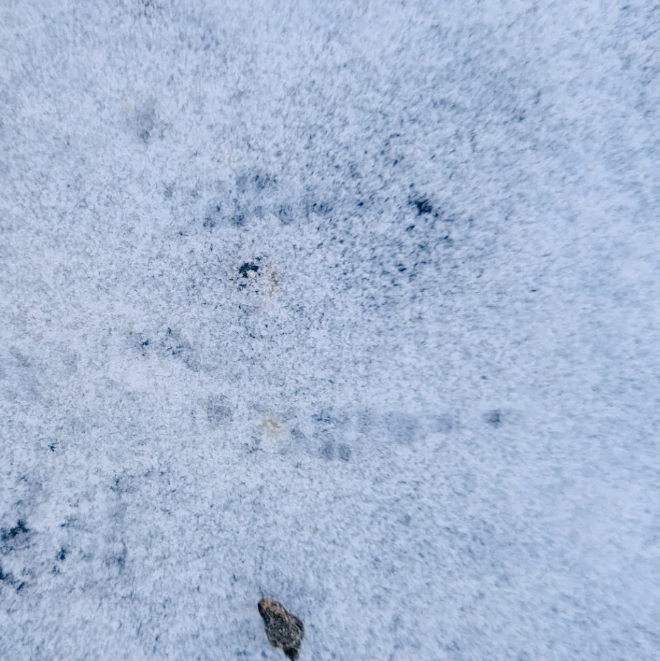 NatureYYC's tweet photo. We got some black-capped chickadees tracks! Have you found any cool bird tracks @CalgaryResponse @CityNatureYYC @weaselheadpark @FisherSpeaks @ABMINatureLynx @NCC_CNC #handsonalberta https://t.co/FZGJvFOiln