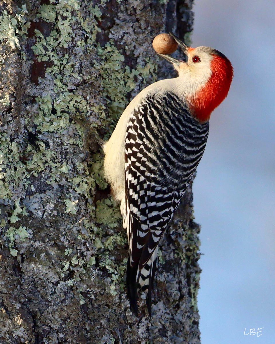 “We all have a hungry heart, and one of the things we hunger for is happiness.“ -Mary Oliver

#RedBelliedWoodpecker #Birdwatching #BeautifulBirds #Woodpecker #BirdPhotography #CanonUSA #CanonFavPic #NaturePhotography #NatureLover #OutdoorPhotography