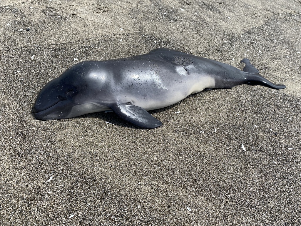 Looking to augment some fisheries bycatch datasets we are annotating. Does anyone have image sets they are willing to share-particularly harbour porpoise, seals, seabirds (but all catch is useful + any quality &amp; annotated or not)? Stranding images etc also helpful.  #EM4Fish #ML