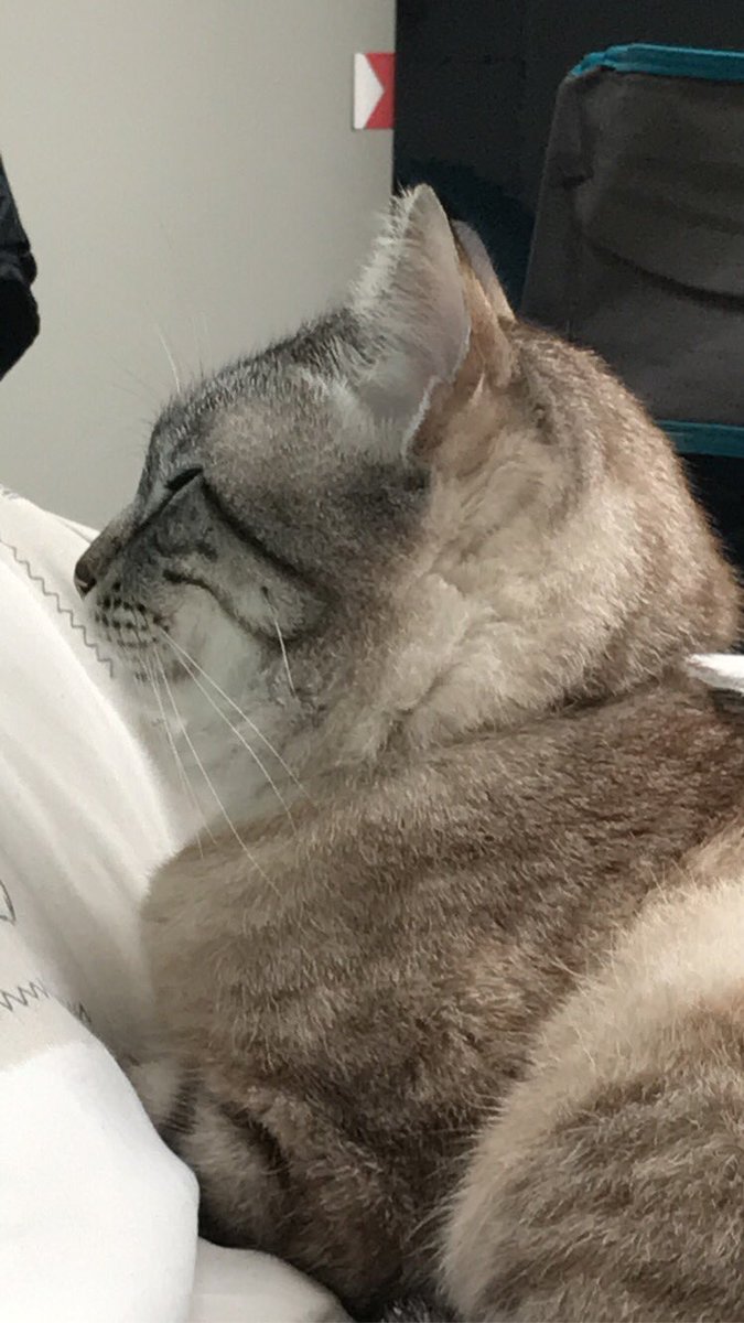 GargouilleChat's tweet photo. https://t.co/xTOwKCYyhv