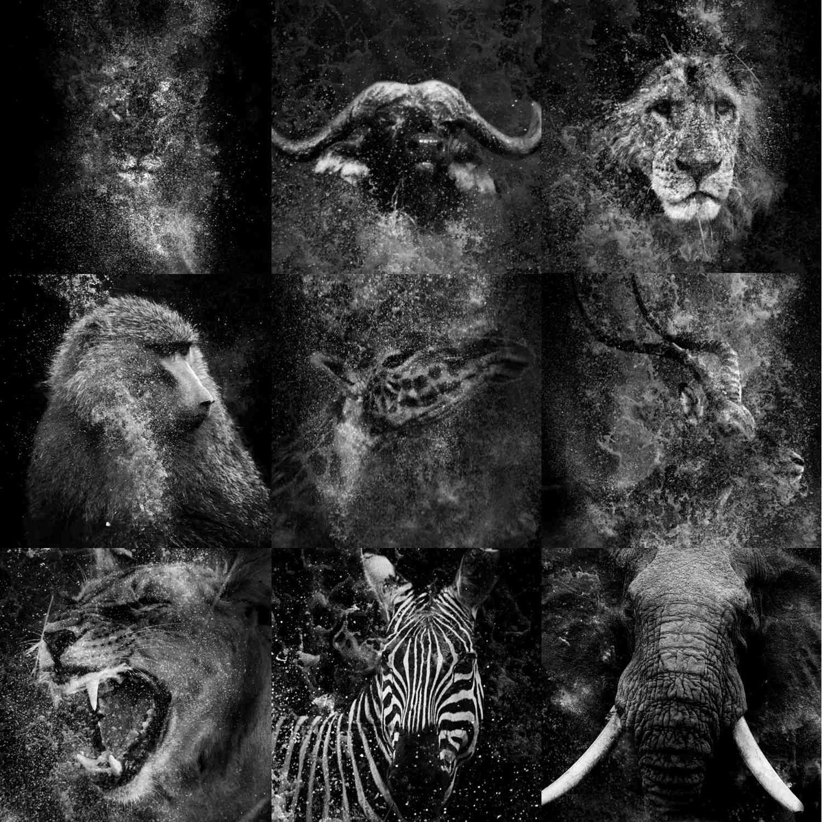 If you haven't yet got one of these bad gender neutral wild animal portraits peering through waterfalls, you really need to. 

#wildlife 
#nft 
#photography 

opensea.io/collection/wil…