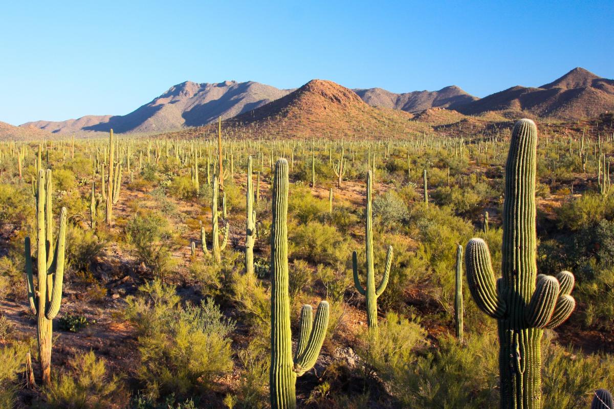 Can saguaros be saved from buffelgrass?  To learn, join the Trust's virtual happy hour this Friday, February 25th via Zoom at 4:00 PM MST. Look for email to preregister or go to alwt.org/contact/ to join email distribution.

#ALWT #BADbuffelgrass #GoFebruary #SouthernArizo