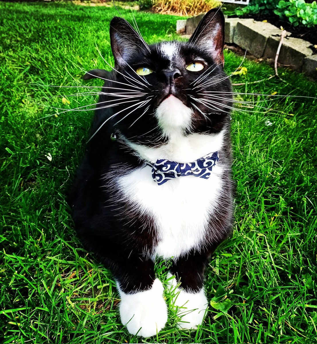 TheLovelyRomeo1's tweet photo. Happy #whiskerswednesday efurryone! Sending all of our love, and pawsitive vibes too! Big smiles from my face going right to you! Lots and lots of love to each of you! We hope your day is filled with so much joy and happiness! ❤️😽❤️ https://t.co/XbeBiiXbIv
