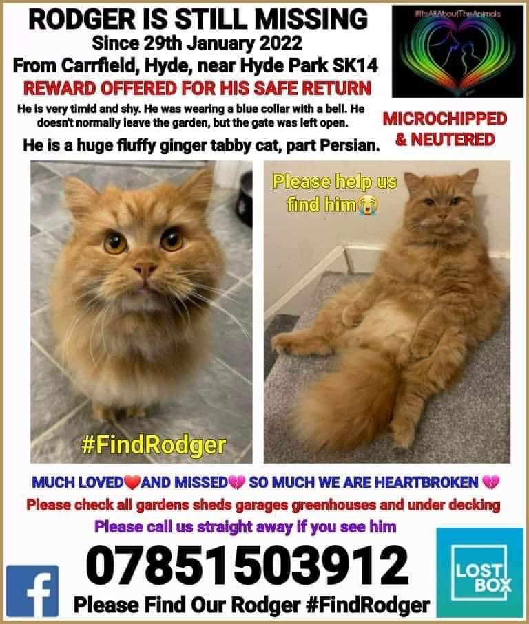 eunicehulmes's tweet photo. #stillmissing #findrodger #hyde #manchester 25 days and no sign of #rodger maybe someone has taken him in and dosent have social media has anyone seen a neighbor with a ginger fluffy cat recently that hasn't had one before @AnitaJayneBooth is offering reward for safe return π https://t.co/Xez4KVgtgd