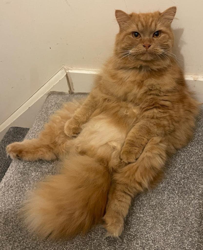 eunicehulmes's tweet photo. #stillmissing #findrodger #hyde #manchester 25 days and no sign of #rodger maybe someone has taken him in and dosent have social media has anyone seen a neighbor with a ginger fluffy cat recently that hasn't had one before @AnitaJayneBooth is offering reward for safe return π https://t.co/Xez4KVgtgd