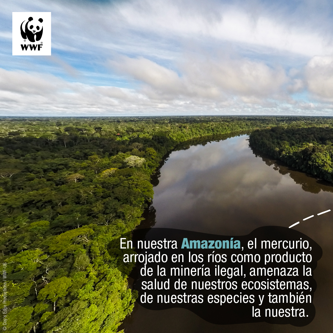 WWF_Peru's tweet photo. ¿Sabías que la Organización Mundial de la Salud ha declarado al mercurio como una de las 6 sustancias químicas más peligrosas⚠️? 

Este metal es ingerido por los humanos, especies marinas y de agua dulce a través de peces contaminados. https://t.co/2GKc3JXCde