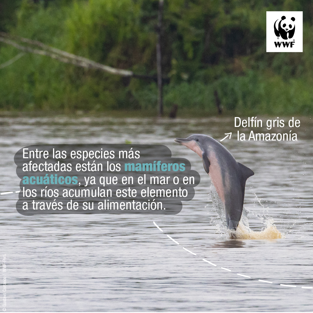¿Sabías que la Organización Mundial de la Salud ha declarado al mercurio como una de las 6 sustancias químicas más peligrosas⚠️? 

Este metal es ingerido por los humanos, especies marinas y de agua dulce a través de peces contaminados.