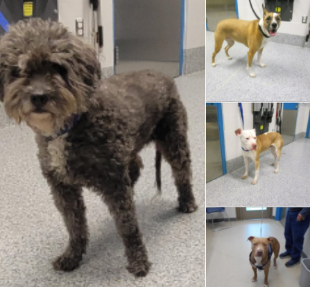 PWCPolice's tweet photo. PLEASE RETWEET: These are photos of STRAY ANIMALS turned into Prince William County Animal Shelter from February 17 - 20.
If you believe your pet is at the Shelter please inquire directly by calling 703-792-6465, by emailing animalshelter@pwcgov.org, or by visiting. #ShelterShare https://t.co/2s5pqr8hnh