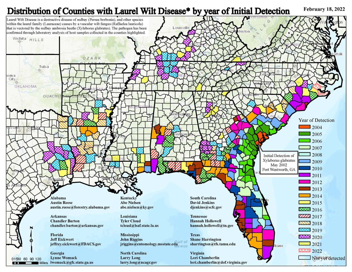 First new #invasivespecies/#forestheath pest laurel wilt detections of '22 in coastal NC. Lots of new counties were lit up in '21across the region. Spots in the western and northern part of the region keep expanding, and more positives in the Appalachian region on sassafras.