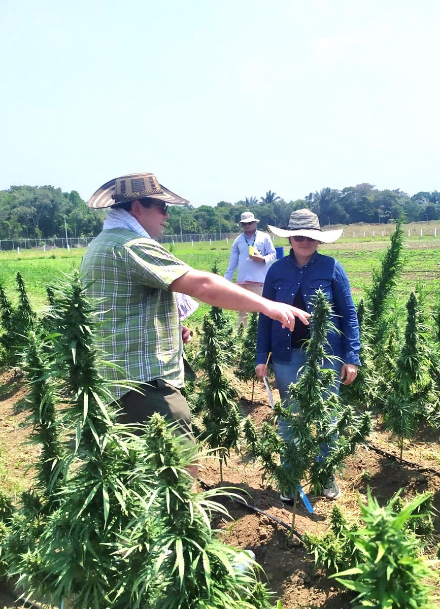 medcann Pharma tweet media