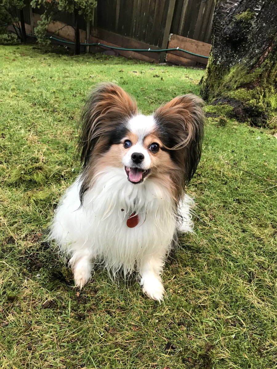 TanQboy's tweet image. Sorry, Twitter, I have no time for your inflammatory algorithms, today. Here's a picture of my dog, instead. #Twitter #algorithms#Twitter #algoritms