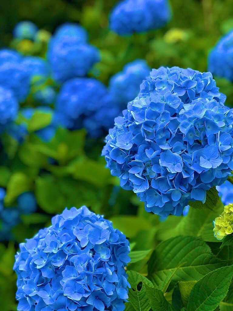 アジサイ Twitter Search Twitter