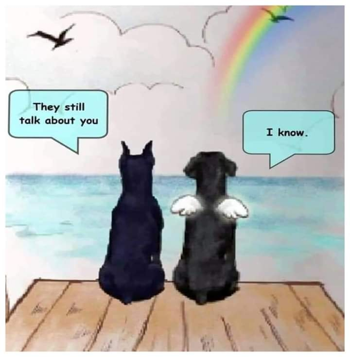 grild_cheez's tweet photo. #AdoptDontShop https://t.co/aD5rlDEtEV