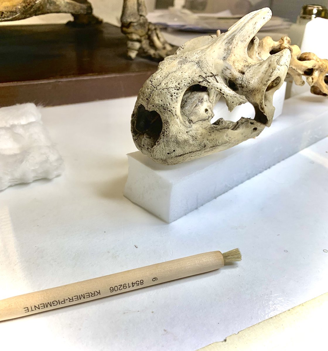 jen_gossman's tweet photo. #Conservators use all sorts of #tools in their #craft currently im really falling for this ickle #scrubbing #brush! Really helps with stubborn stains. Our #galapagos #tortoise get her #shine on @ZoologyMuseum @CUConservation #naturalhistory #MuseumBehindTheScenes #naturalhistory https://t.co/nsYSl7wW0v