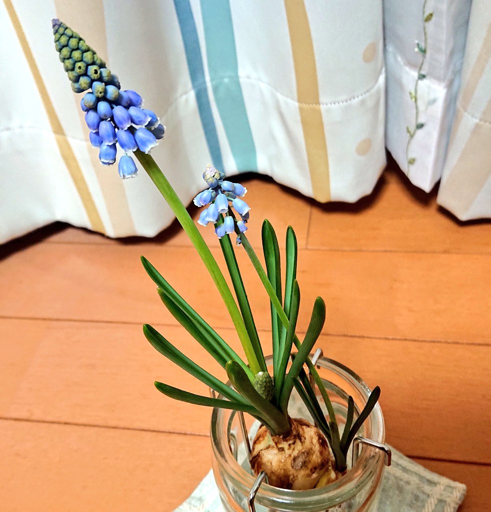 Guri おはようございます うちのムスカリちゃん だんだん らしく なってきました 水栽培楽しい 今日も良い1日を T Co Ftmuqv5ska Twitter Guri おはようございます うちのムスカリちゃん だんだん らしく なってきました 水栽培楽しい 今日も良い1日を T Co Ftmuqv5ska Twitter