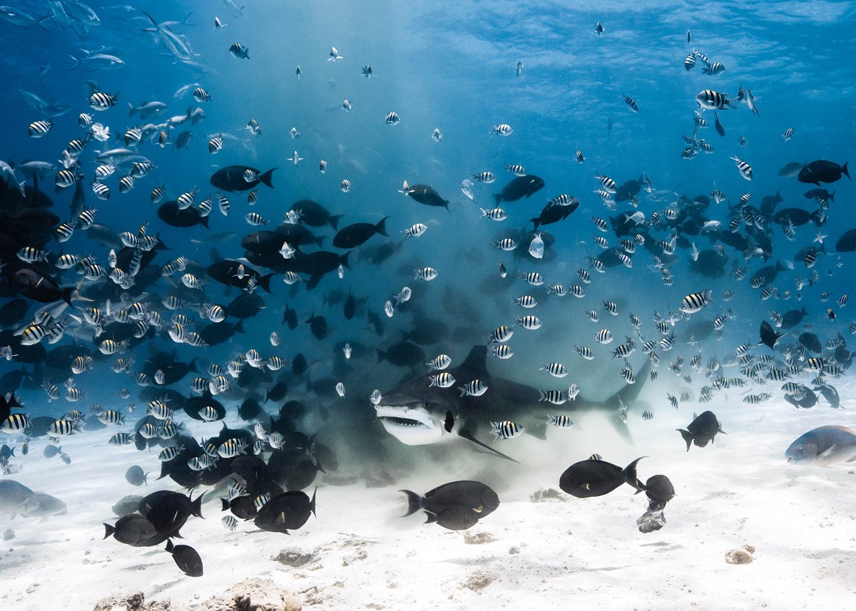 liviofakeye's tweet photo. @mattporteous sharks photos are stunning. He is funding  conservation project through his art. A true example for our ocean conservation.

https://t.co/2IOYzGgy2y
#artTANK https://t.co/JrZAB9F7Bd