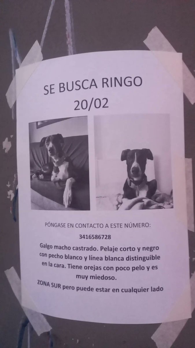 azultorres6's tweet photo. BUSCAMOS A RINGO!!!! POR FAVOR MAXIMA DIFUSION

Se perdio el 20/02 por la noche en zona sur pero puede estar por cualquier lado!! 
Macho cruza de galgo castrado.
Es muy miedoso, acercarse con cuidado para evitar que siga escapando!!!!
NO TIENE COLLAR! https://t.co/r4K2GW4n8O